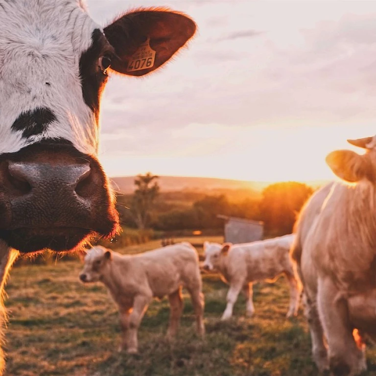 Prix des robots broyeurs télécommandés : une révolution dans l'agriculture