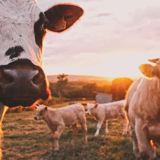 Prix des robots broyeurs télécommandés : une révolution dans l'agriculture