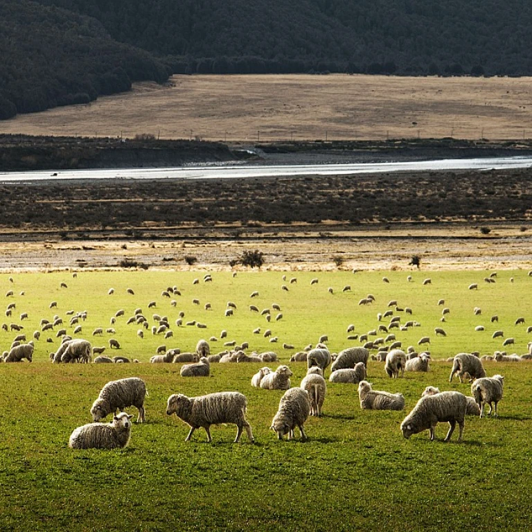 Comprendre le coût des bottes de foin pour les agriculteurs