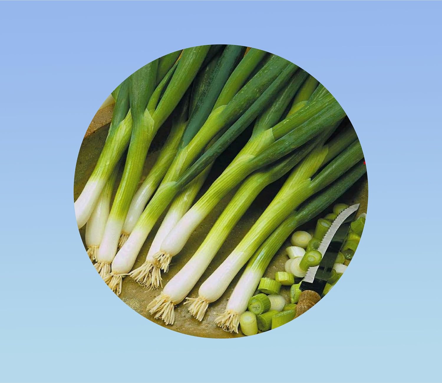 300 graines oignon ishikura - ciboule - oignons japonais - Oignon-poireau - récolte précoce et rapide