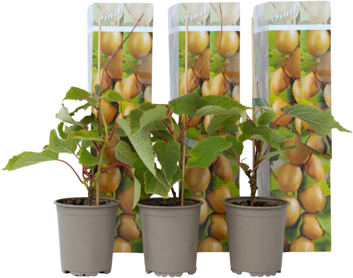 Kiwi Actinidia 'Jenny' - Set de 3 - Buisson de kiwis - Pot 9cm - Hauteur 20-40cm