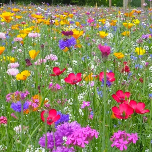 Prairie de fleurs sauvages avec semences de graminées - 250g - 75 m² - Graines de fleurs annuelles et vivaces - Composée de 60% d'herbes et de 40% de fleurs - Attractif pour les pollinisateurs