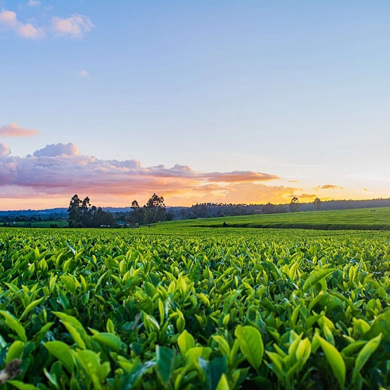 L'importance des grappins forestiers dans l'industrie agricole