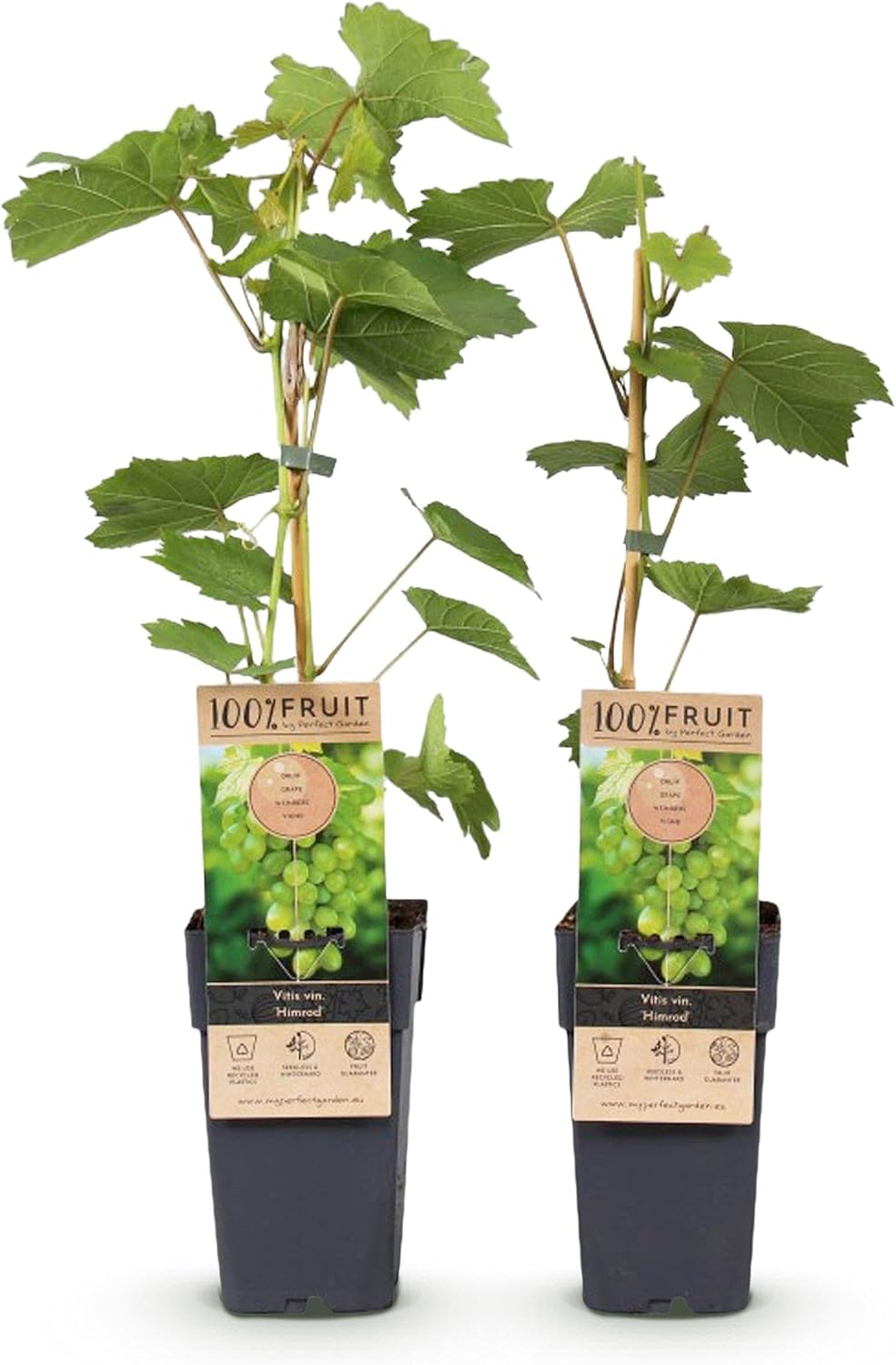GreenboutiQ - Plante à fruits - Raisin Blanc - Vitis vinifera Himrod - Sans pépins - 2 plantes - Pot 15cm Hauteur 50cm Vitis vinifera Vanessa