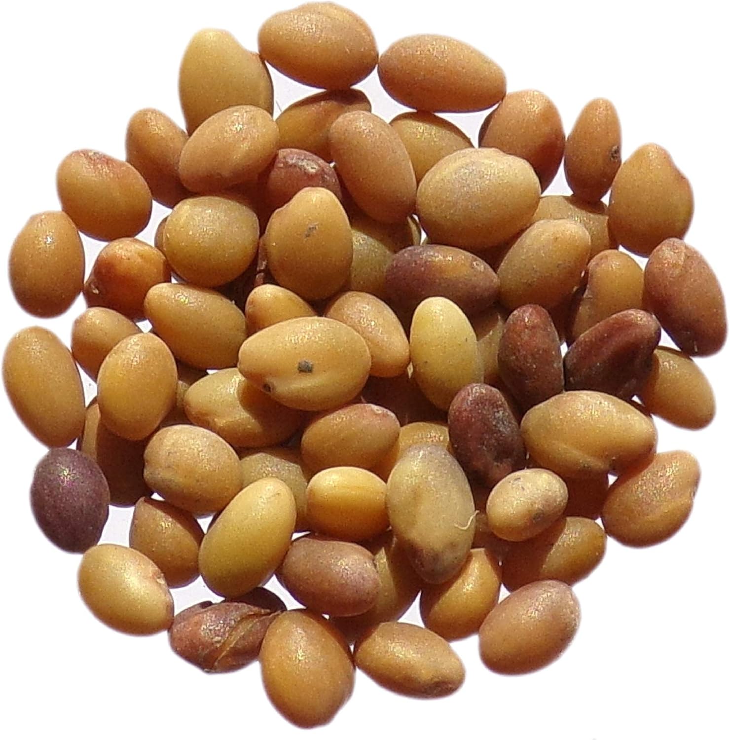 Trèfle d'Alexandrie - 15 grammes - Trifolium Alexandrinum L - - Berseem Clover - (Engrais vert) - SEM05