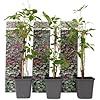 Parthenocissus quinquefolia - Set de 3 plantes grimpantes - Vigne vierge à cinq folioles - Pot 9cm - Hauteur 30-40cm