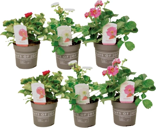 Fragaria Summer Breeze - 6er Mix - Plants de fraises en trois couleurs différentes - Résistantes au froid - Pot 10,5cm - Hauteur 15-25cm