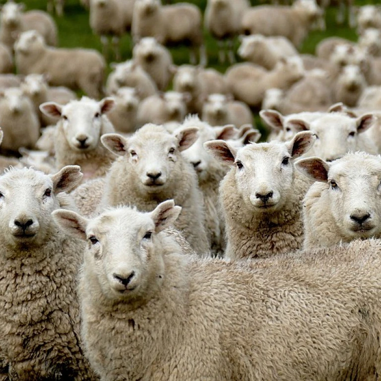 L'importance de l'écimeuse dans l'agriculture moderne