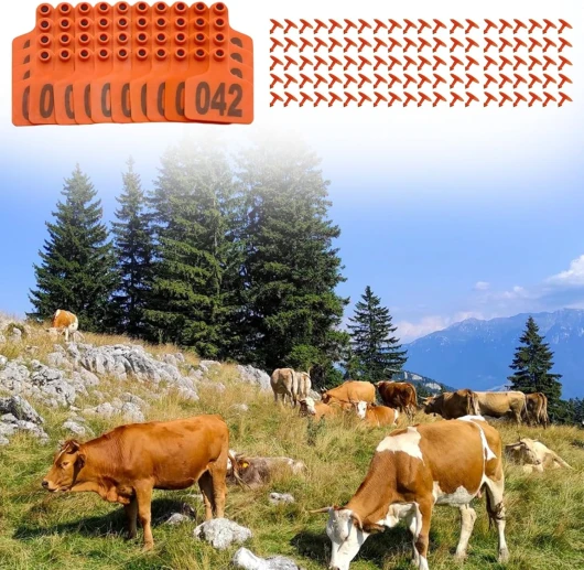 81QKqfR8BaL._AC_SL1500_