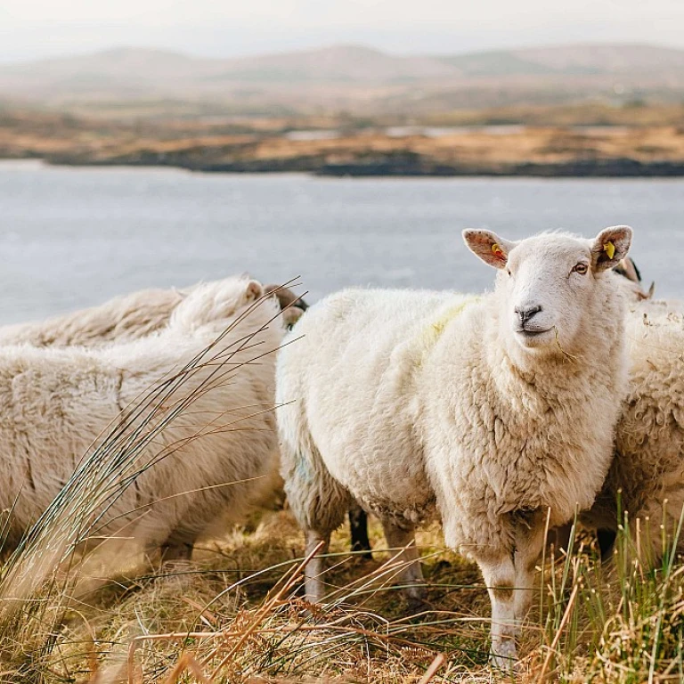 Optimiser votre rendement avec des fertilisants azotés