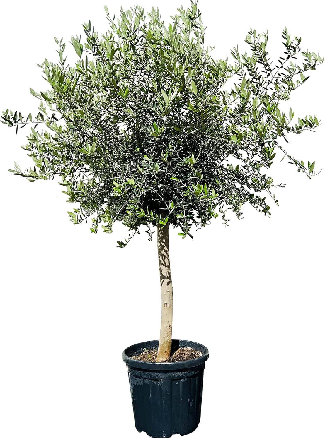 Tropictrees Olivier : hauteur 190 cm, circonférence du tronc 20-40 cm, environ 40 ans, olive, olea europea, A+