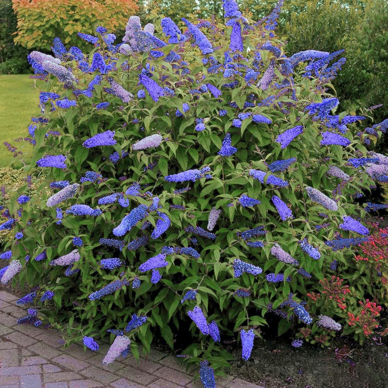 Arbre aux papillons Buddléia de David "Empire Blue" Arbuste de jardin parfumé 17cm Pot