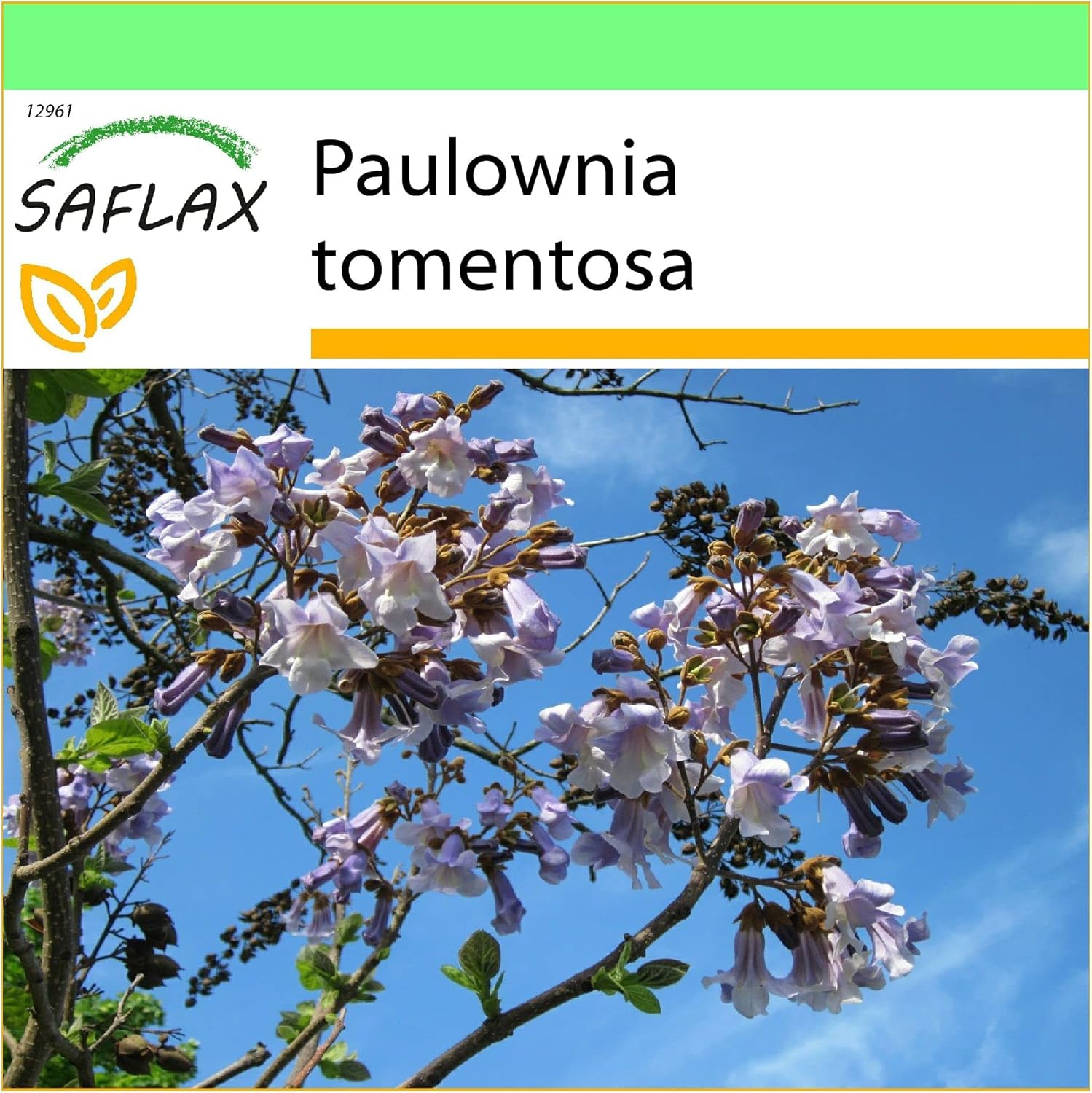 Arbre impérial - 200 graines - Paulownia tomentosa