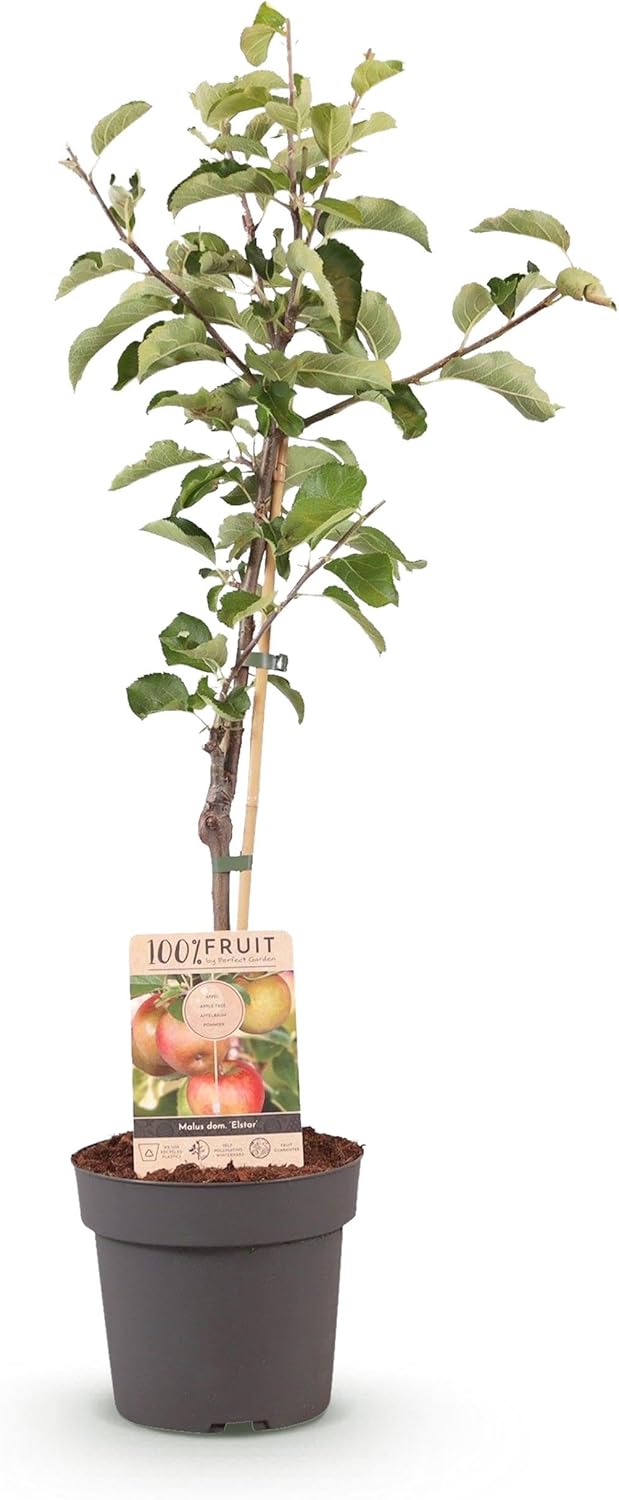 GreenboutiQ - Plante fruitière - Pommier - Malus domestica Elstar - Pomme rouge verte - Pot 21cm Hauteur 90cm
