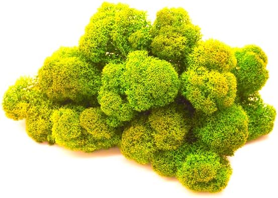 Mousse de Renne stabilisée, Lichen de Renne Mur Vegetal Interieur, Cadre Vegetal, Terrarium, Decoration Naturelle, DIY, Tableau Vegetal, compositions Florales (Citron, 50 grammes) 50 grammes Citron