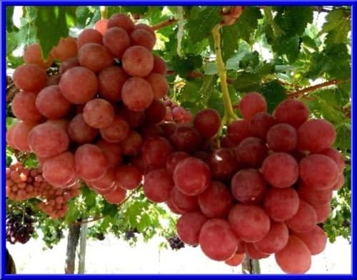 10 graines de Red Giant Globe Raisin