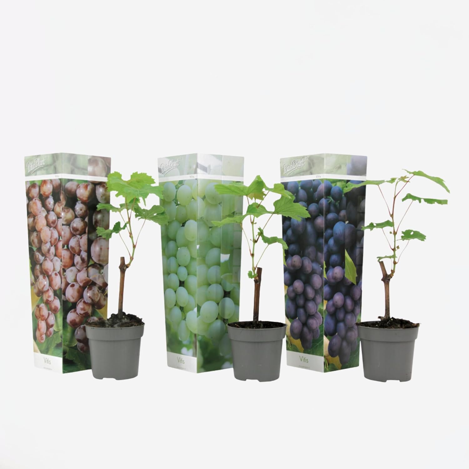 Plants de raisin - Mélange de 3 - Vitis Vinifera - Vigne 'Cabernet franc', 'pinot gris', 'Chardonnay' - Pot 9cm - Hauteur 25-40cm