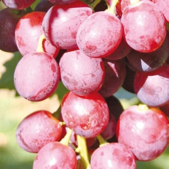 Rose vigne Swenson Red 2L - Plante de Jardin, Arbres fruitiers - la Décoration Parfaite pour Votre Propriété - Pour les Débutants et les Jardiniers Professionnels