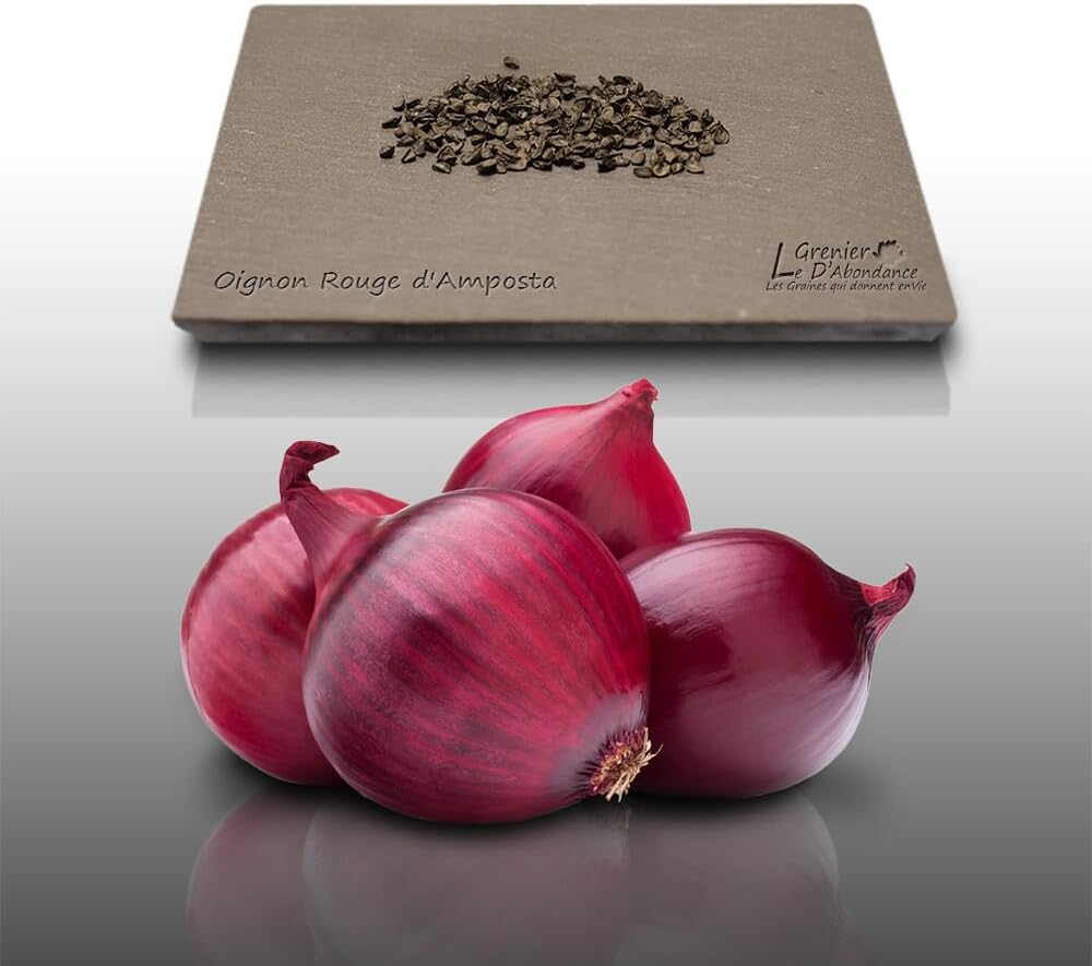 150 graines à semer - Le Grenier d'Abondance - OIGNON Rouge Bronze D'Amposta - Allium cepa
