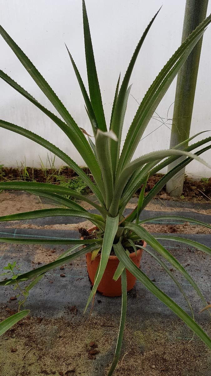 Ananas comosus 'Victoria' / Ananas Victoria rustique/Conteneur de 1 à 1.9 litres/Orchidée