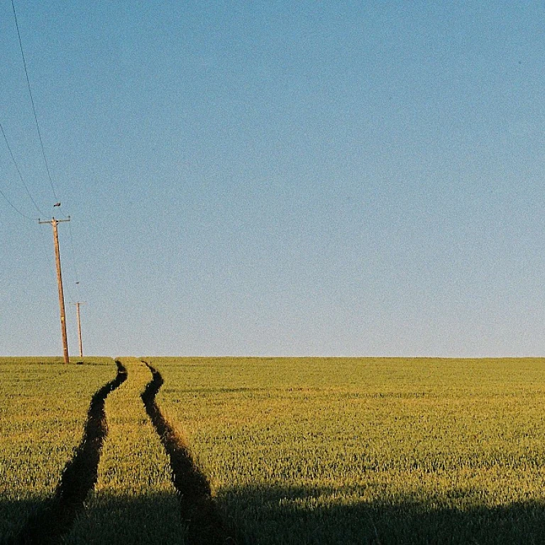 Les secrets de l'huile d'olive algérienne