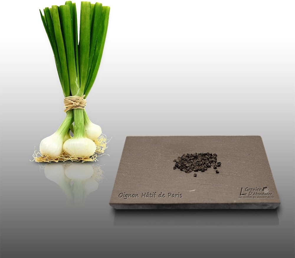 100 graines à semer - Le Grenier d'Abondance - OIGNON Blanc hâtif de Paris - Allium cepa