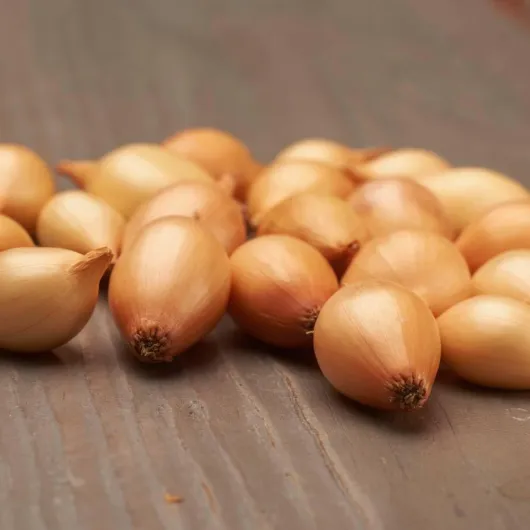 Oignons d'hiver Sturon (500 g), Oignon de légume doux et piquant, Oignons à planter de haute qualité des Pays-Bas (pas de graines), Taille des oignons à planter : 4-2 mm.