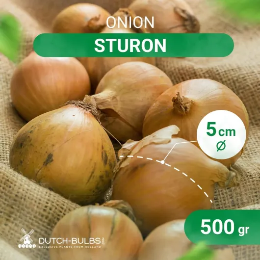 71ClhbtgaiL._AC_SL1500_