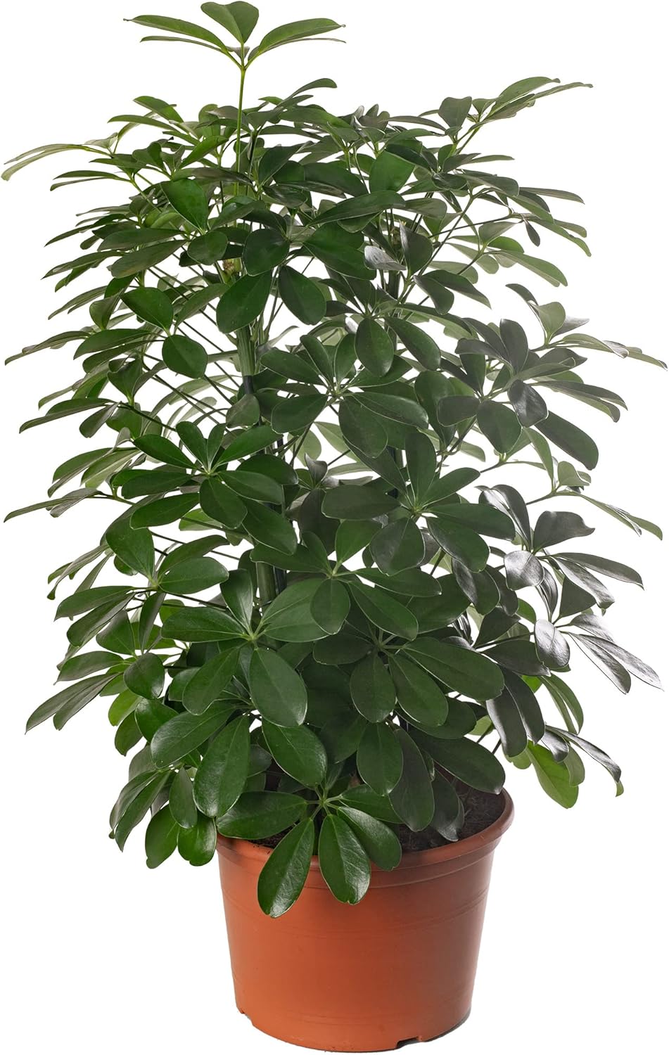 Plante d'intérieur rare, exotique et réelle : Schefflera Nora - Grande, toujours verte, idéale pour la maison - 80 - 90cm (Pot Inclus)