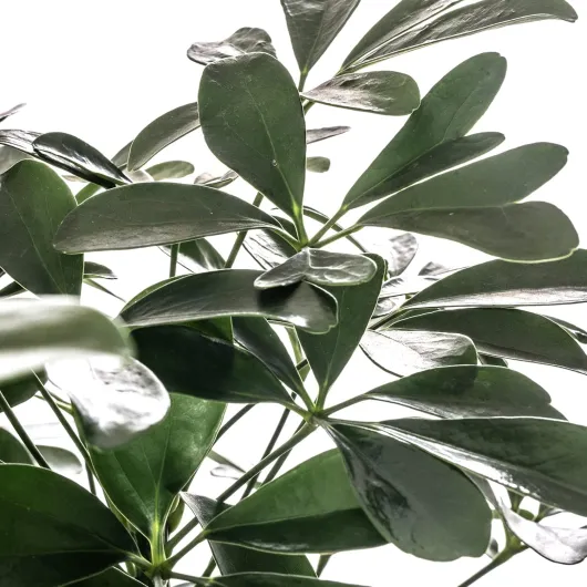 81maJmENRML._AC_SL1500_