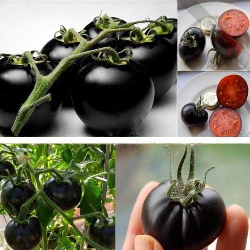 GRAINES: Rare Tomate cerise noire Heirloom russe légumes 30pcs parfait