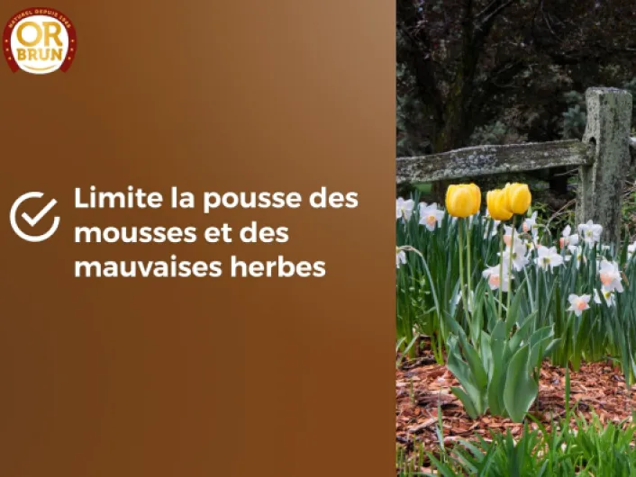 713iOH509lL._AC_SL1500_