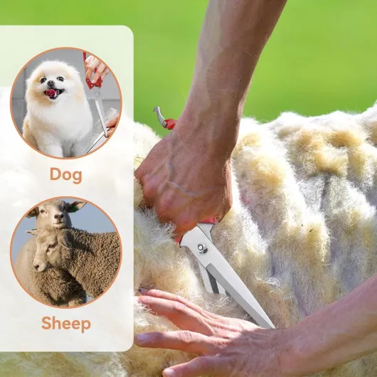 71CrSfX3RLL._AC_SL1500_