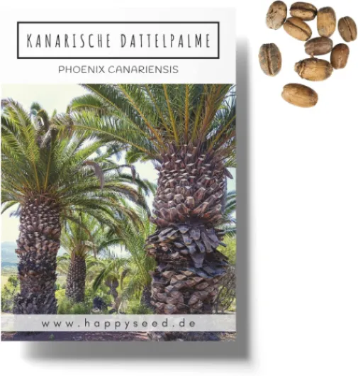 Graines de palmier dattier des Canaries (Phoenix canariensis) – Palmier exotique idéal comme plante en pot d'intérieur et d'extérieur