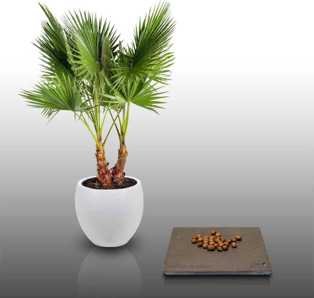 25 graines à semer - Le Grenier d'Abondance - WASHINGTONIA ROBUSTA - Palmier résistant