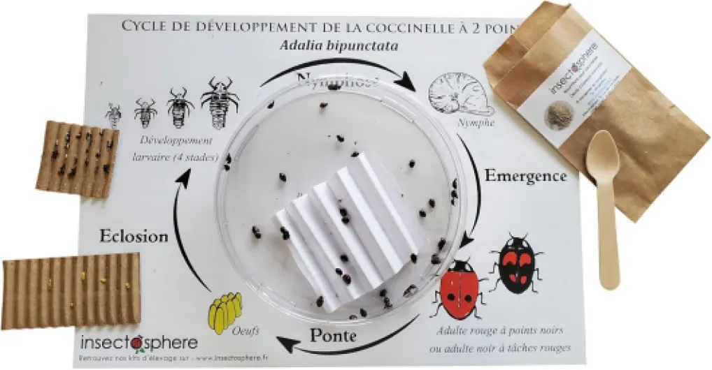 Kit d’élevage de coccinelles à 2 Points (Adalia bipunctata) – œufs + Nourriture + Support d’Observation – idéal Enfants et écoles