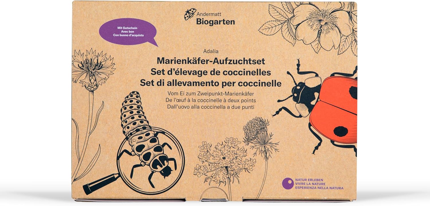 Biogarten Andermatt - Kit d'élevage coccinelles Antalya bipunctata - Développement d'observation et d'exploration cycle de vie