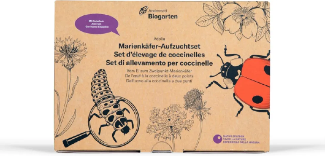 Biogarten Andermatt - Kit d'élevage coccinelles Antalya bipunctata - Développement d'observation et d'exploration cycle de vie