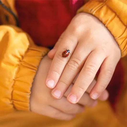 Hagemann Kit d'élevage coccinelle