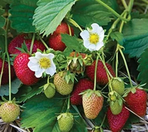 Portal Cool 12 Petit Fraisier Gariguette Pieds 5/10 cm Fraises