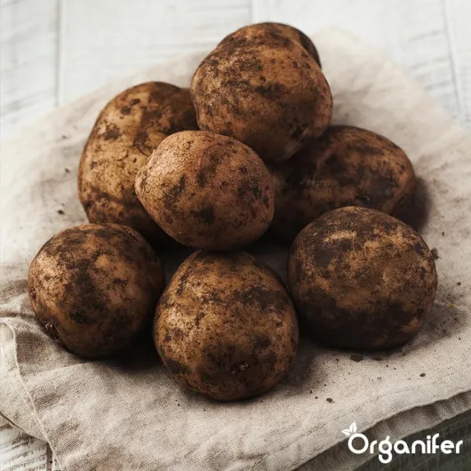 Pommes De Terre De Semence Bintje A 28/35-5 Kg - Matériel De Plantation - Certificat Nak - Adapté Au Stockage À Long Terme - Résistance Moyenne Au Phytophthora Du Tubercule - Organifer