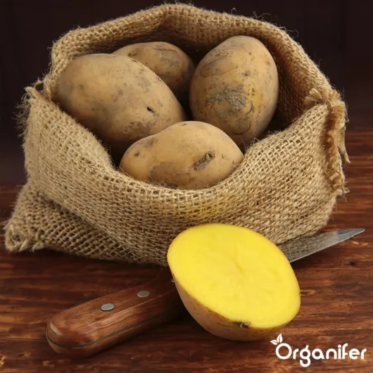 71Ha4p9gNiL._AC_SL1024_