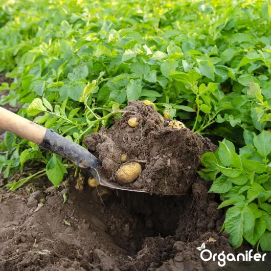 71S3g60folL._AC_SL1024_