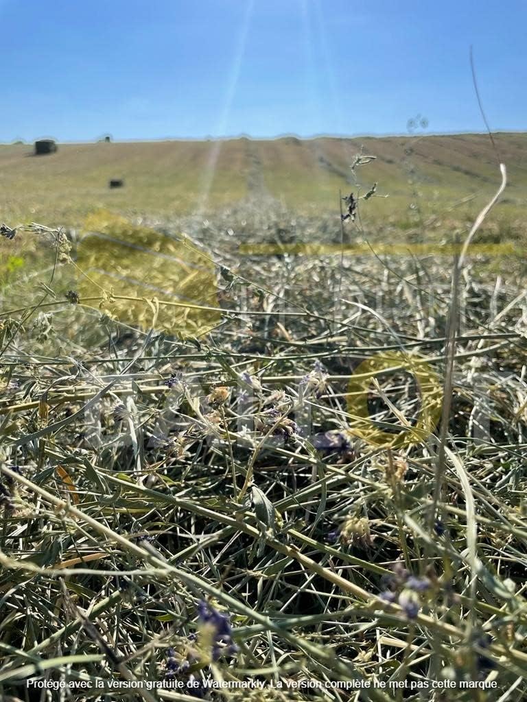 Ballot de Foin Natura 2000 - Qualité Extra - 60 x 50 x 40cm - Entre 10 à 12kg