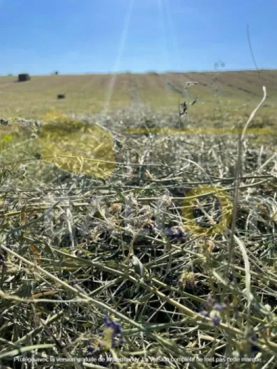 Ballot de Foin Natura 2000 - Qualité Extra - 60 x 50 x 40cm - Entre 10 à 12kg