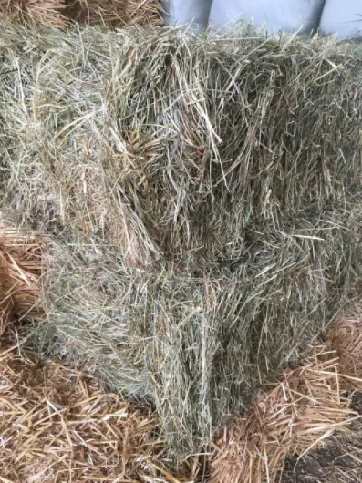 A1p0n7d3nyL._AC_SL1500_