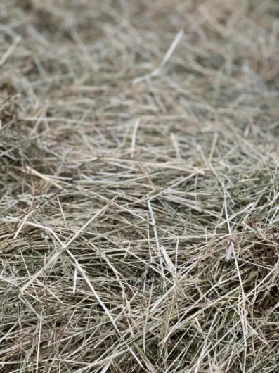 91I7BDRbI1L._AC_SL1500_