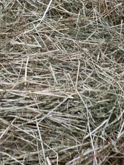 91gw1ahn5OL._AC_SL1500_