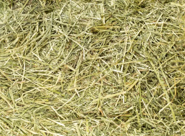 A1bP2fDNr7L._AC_SL1500_