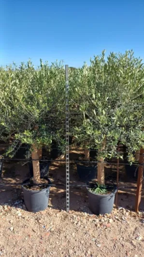 Olivier "25 ans" 160 centimètres, A+ Qualität, olivier rustique et à feuilles persistantes, Olea Lechin Coeur d'hiver à -18 160 cm 25 ans